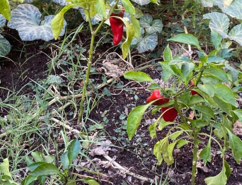 🌱🌶️ ¡Nuestras guindillas han florecido en el huerto del cole! 🌸