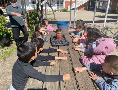 ¡3 años trasplanta berenjenas!