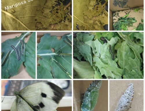 🦋✨2º de primaria observa la metamorfosis 🦋✨