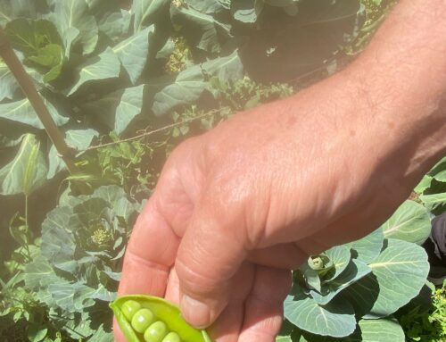 ¡Cómo han crecido nuestros guisantes!