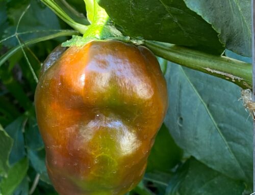 🌱 ¡Nuestro huerto vuelve a cobrar vida! 🌱